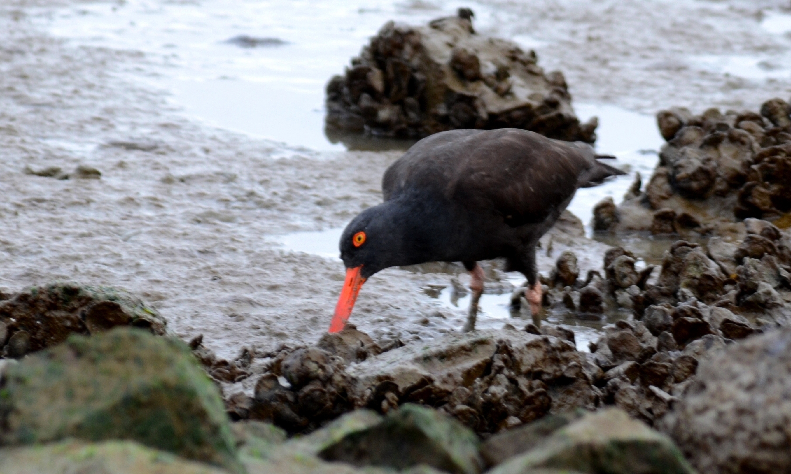 American oystercatcher foraging in oyster bed.