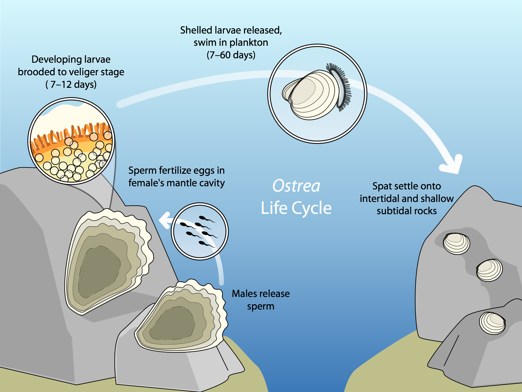 Life cycle diagram of the Olympia oyster