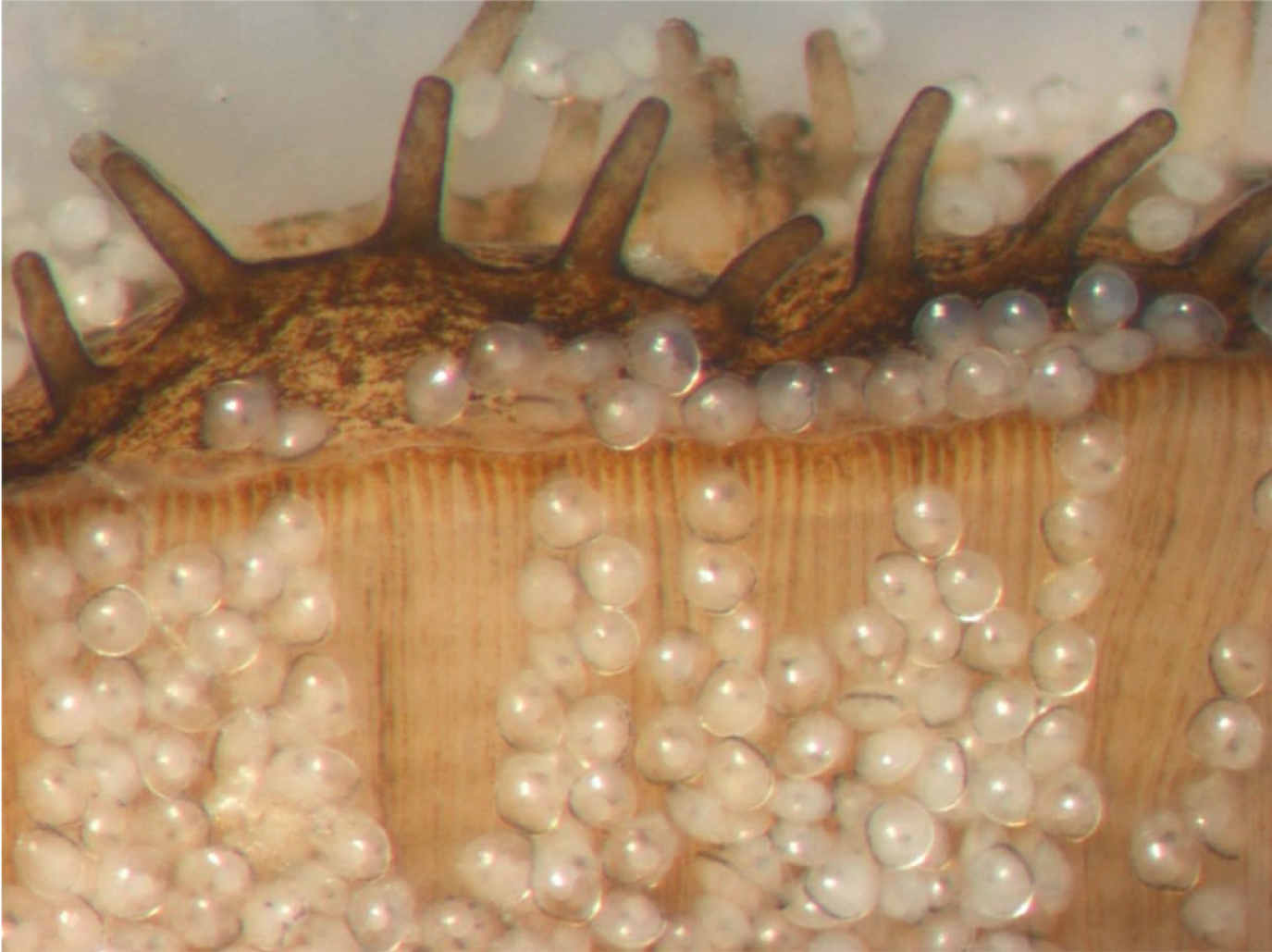 Close up of oyster larvae being brooded inside mother.