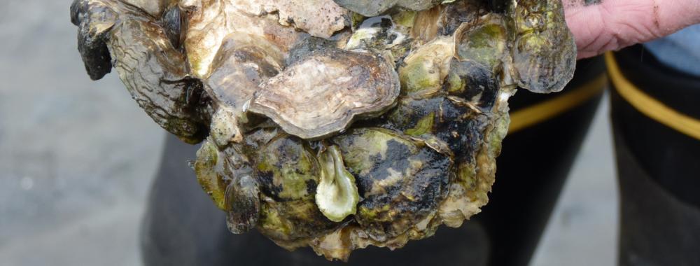 Native Olympia Oysters